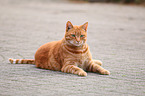 lying tomcat