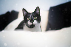 cat portrait