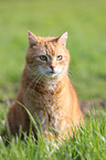 sitting cat