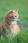 sitting cat