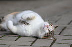 rolling cat