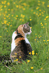 sitting cat