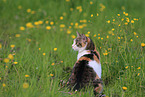 sitting cat