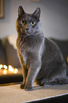 sitting cat