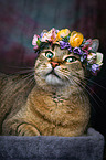 Cat with flower wreath on head