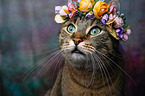 Cat with flower wreath on head