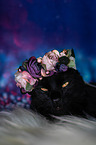 Cat with flower wreath on head