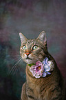 cat portrait