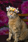 Cat with flower wreath on head