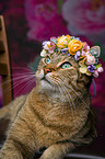 Cat with flower wreath on head