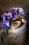 Cat with flower wreath on head