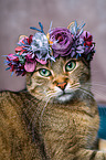 Cat with flower wreath on head