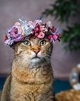 Cat with flower wreath on head