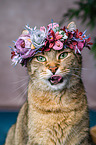 Cat with flower wreath on head