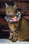 Cat with flower wreath on head