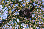 climbing cat