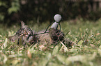 playing cat