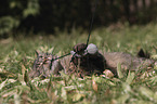 playing cat