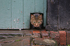 cat portrait