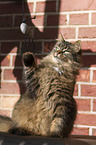 playing cat
