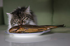 cat is snuffling fish