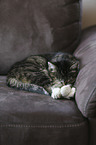 lying cat