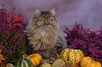 British-Longhair-Maine-Coon-Cross