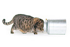Cat with milk churn