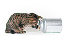 Cat with milk churn