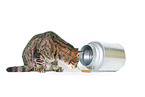 Cat with milk churn