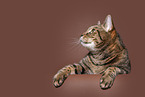 Hauskatze in front of brown background