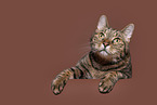 Hauskatze in front of brown background