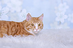 red-and-white Cat