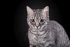 Cat in front of black background