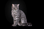 Cat in front of black background