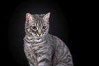 Cat in front of black background