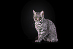 Cat in front of black background