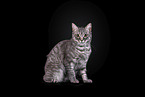 Cat in front of black background