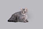 Cat in front of grey background