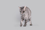 Cat in front of grey background