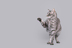 Cat in front of grey background