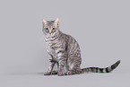 Cat in front of grey background