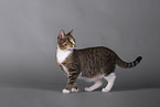 Cat in front of grey background