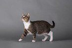 Cat in front of grey background