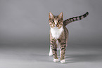 Cat in front of grey background