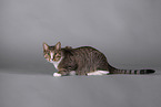 Cat in front of grey background