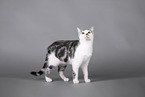 Cat in front of grey background