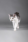 Cat in front of grey background