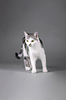 Cat in front of grey background