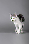 Cat in front of grey background